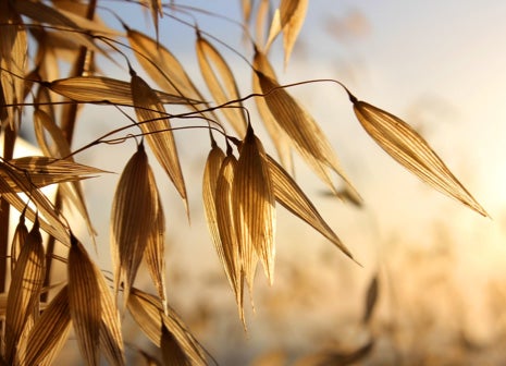CÓMO SE ELABORAN LAS BEBIDAS DE AVENA?