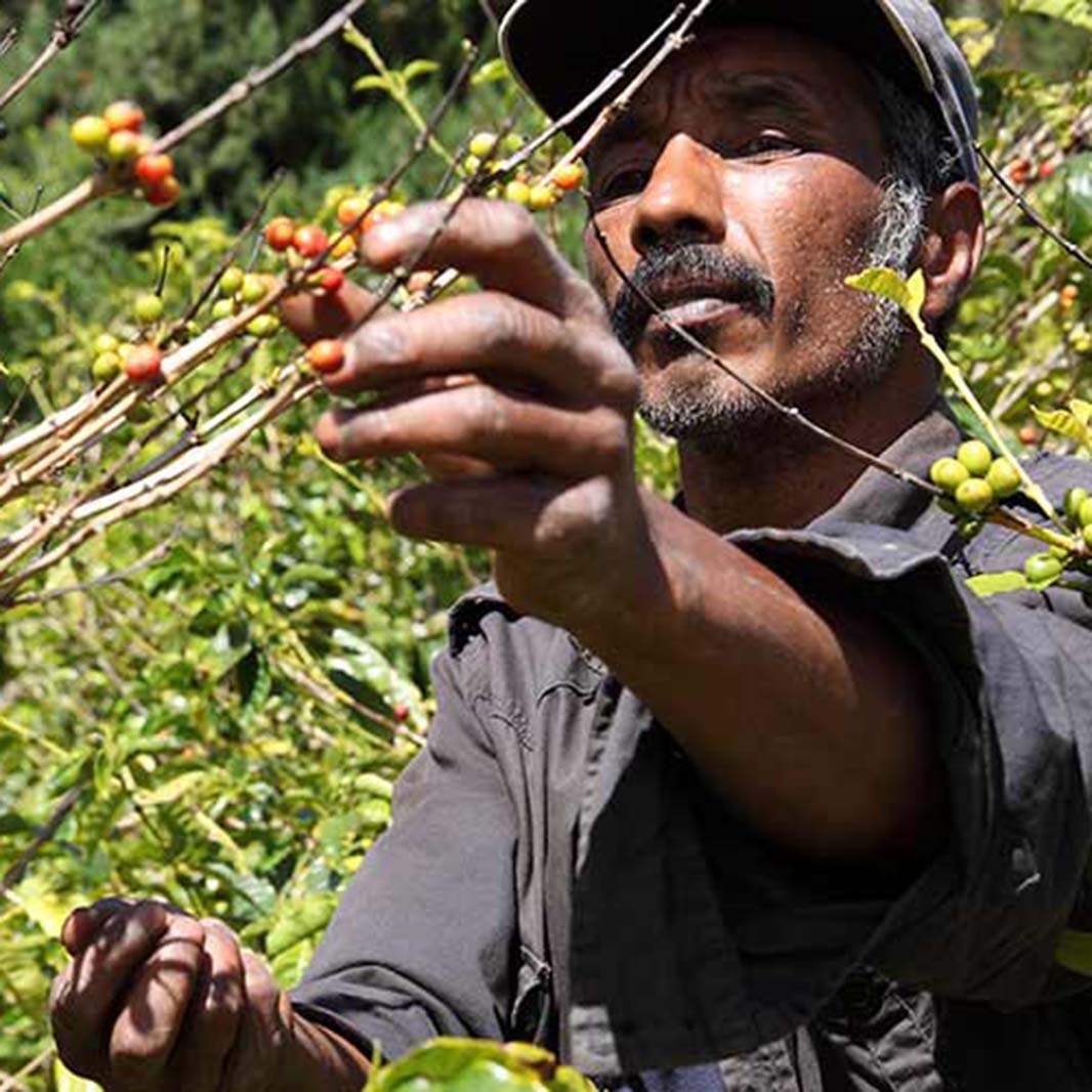recolector de café colombiano, granos de café suave
