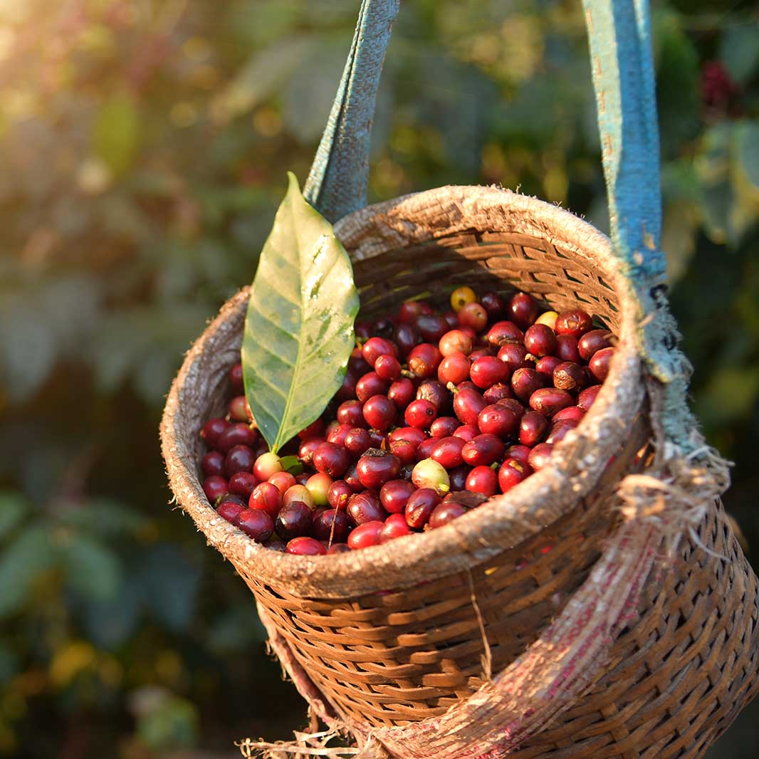 Recolección de las semillas de café con un cultivo renovado atrás