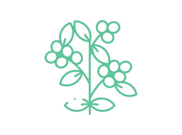 Un árbol de café verde con sus hojas, tallo y granos. 