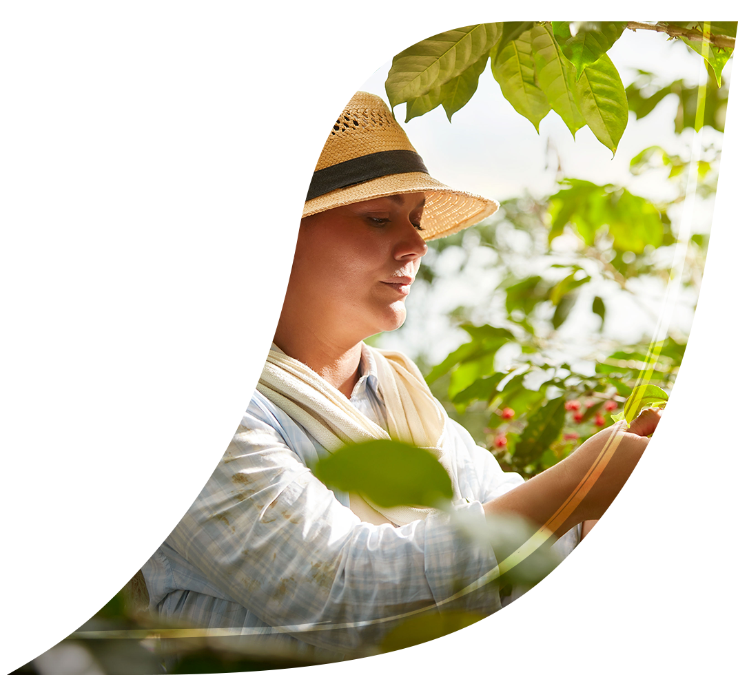 Una mujer con un sombrero de paja está recogiendo una planta.