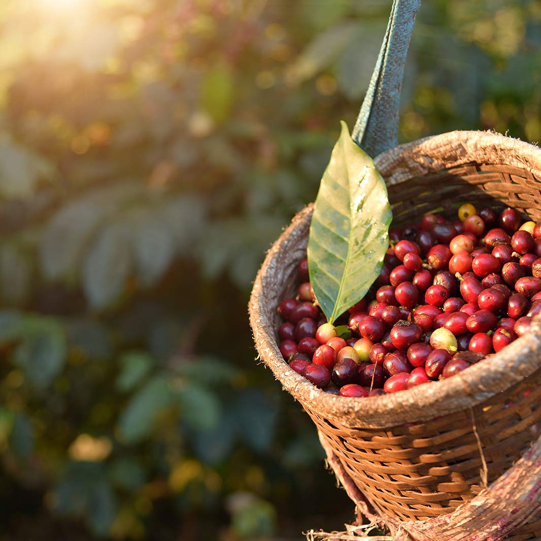 Cesta recolectora llena con granos de café 
