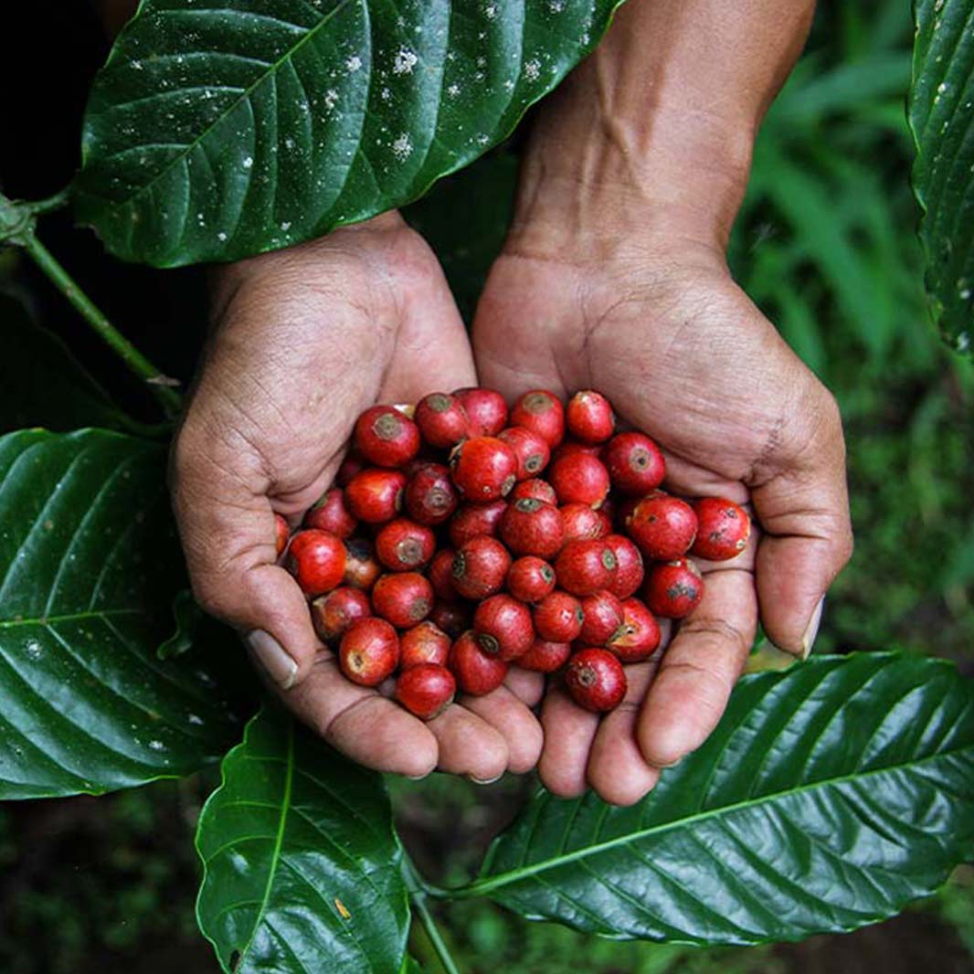 Manos con granos de café colombiano