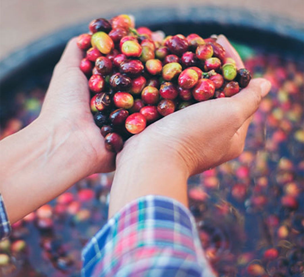Proceso de descafeinización del café en agua