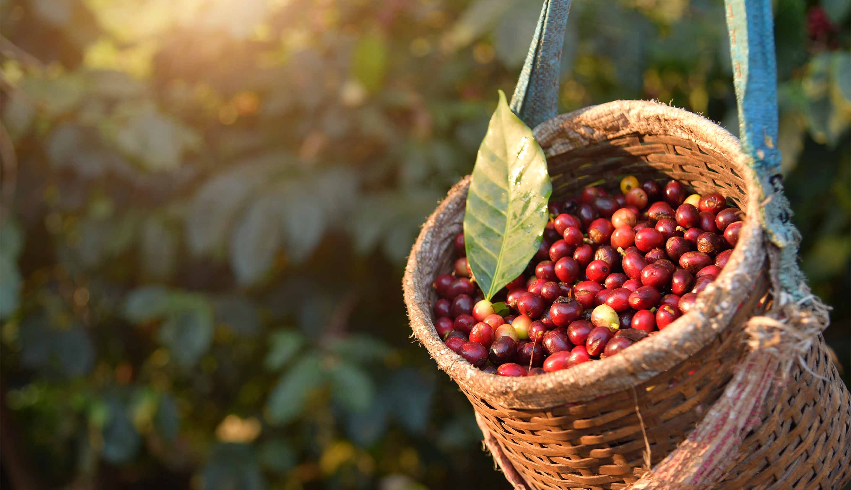 Canasto con café colombiano recién recolectado
