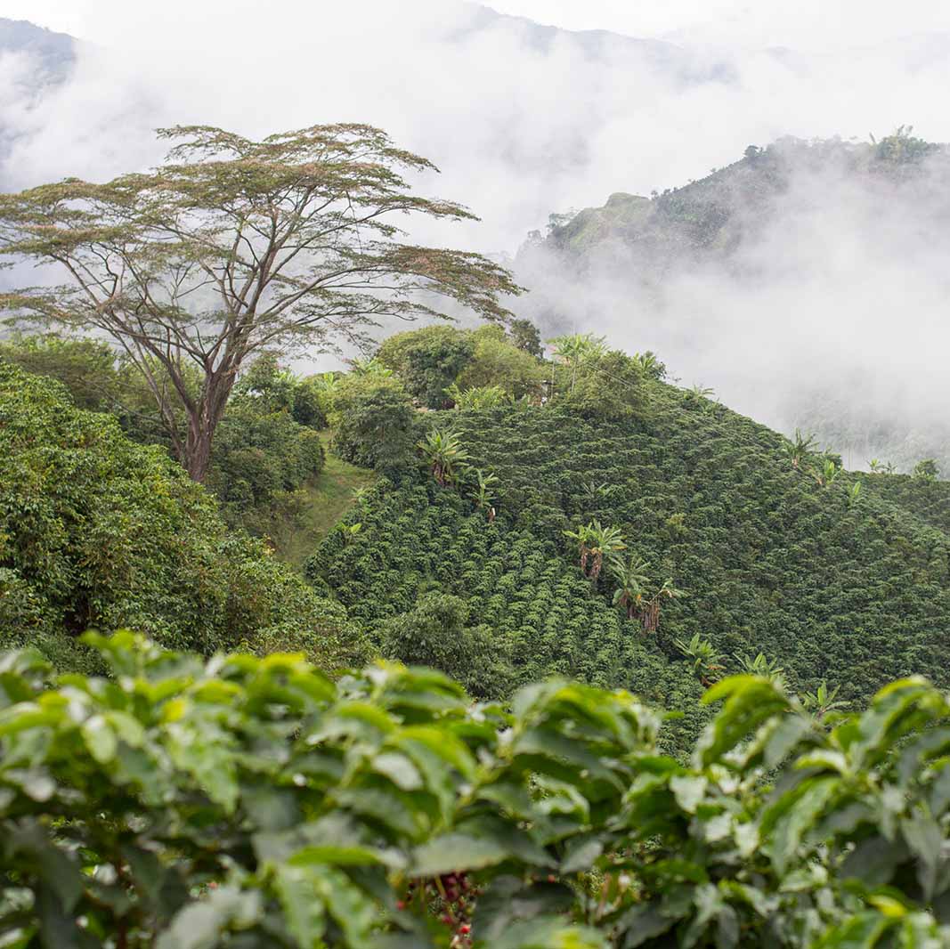 Paisaje colombiano de cultivos de café