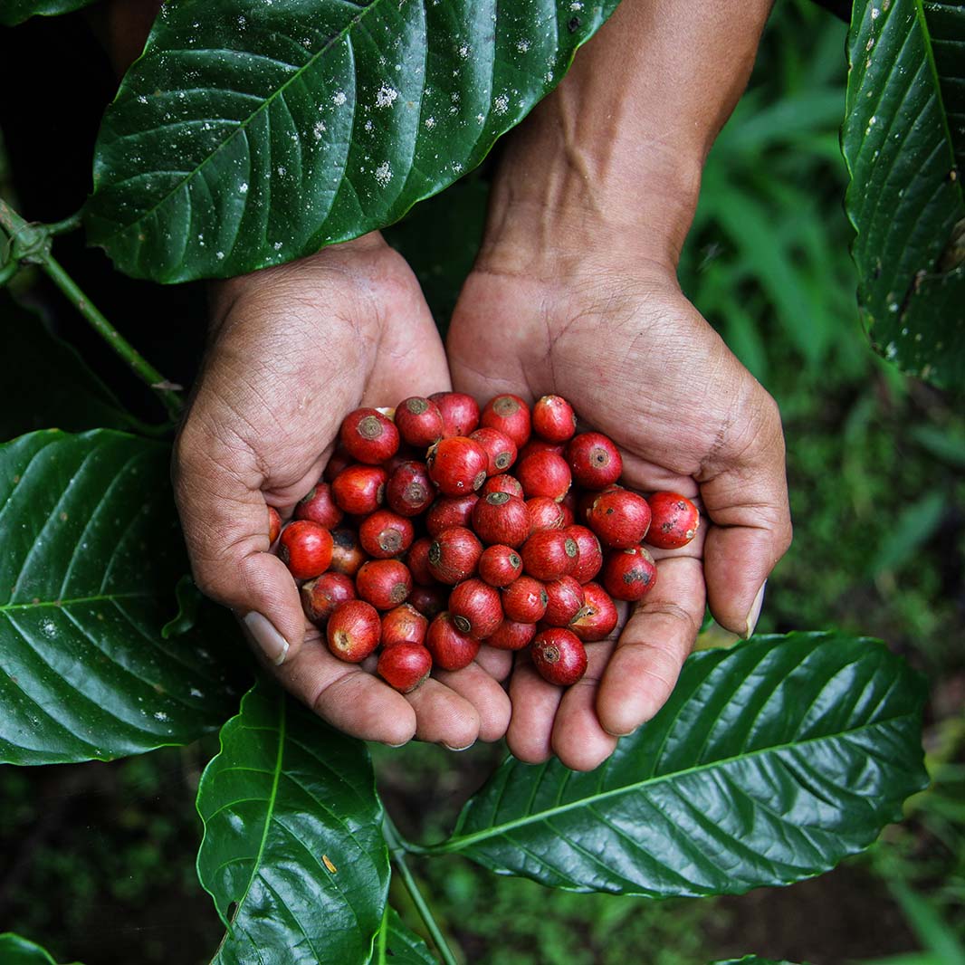 Manos con el café recolectado de un cultivo