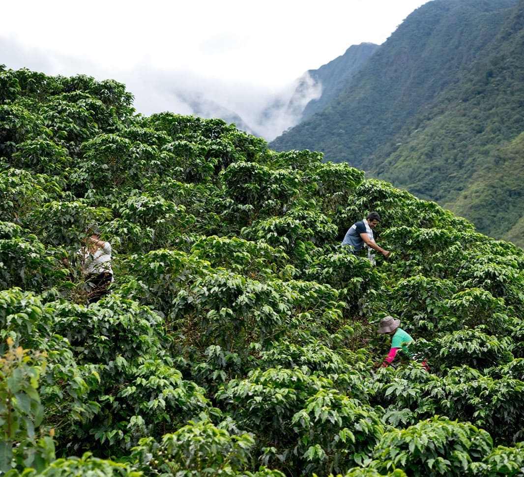 Más que café, una herencia familiar