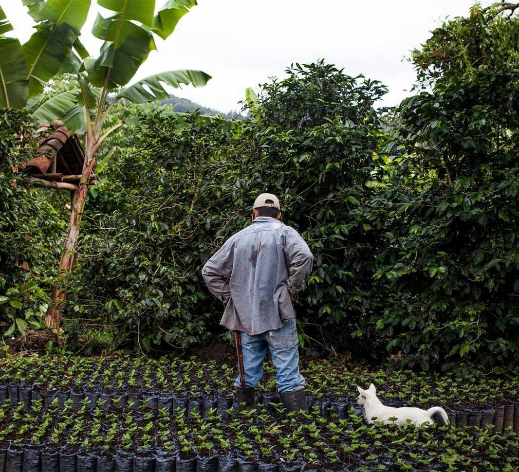 Sembrar café es sembrar identidad