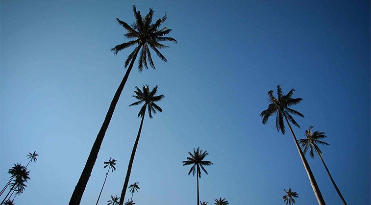 Paisajes cafeteros: 5 destinos en Colombia donde el café y la aventura se unen