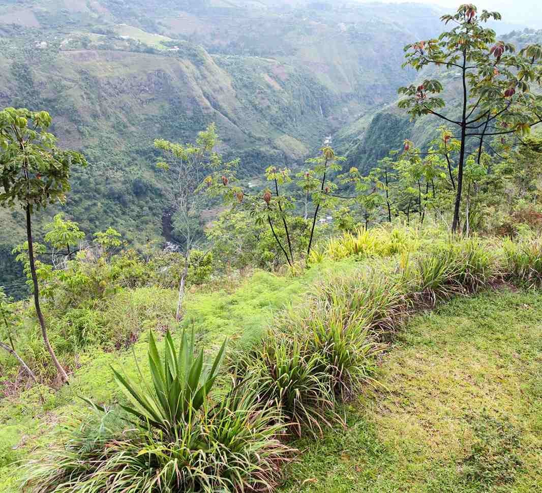 Paisaje de cafetales en El Jardín - Antioquia