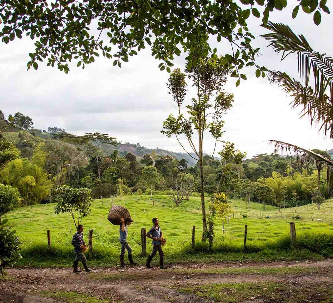 Caficultores caminando por los paisajes cafeteros de Manizales
