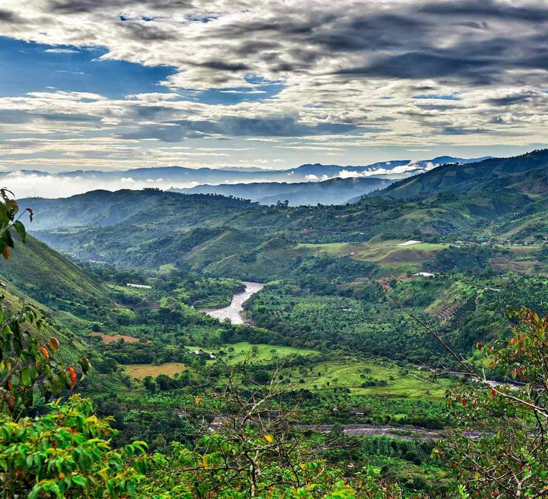 Cafetales en San Agustín, Huila