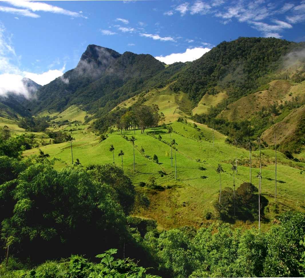 Paisaje Colombiano de Valle de Cocora