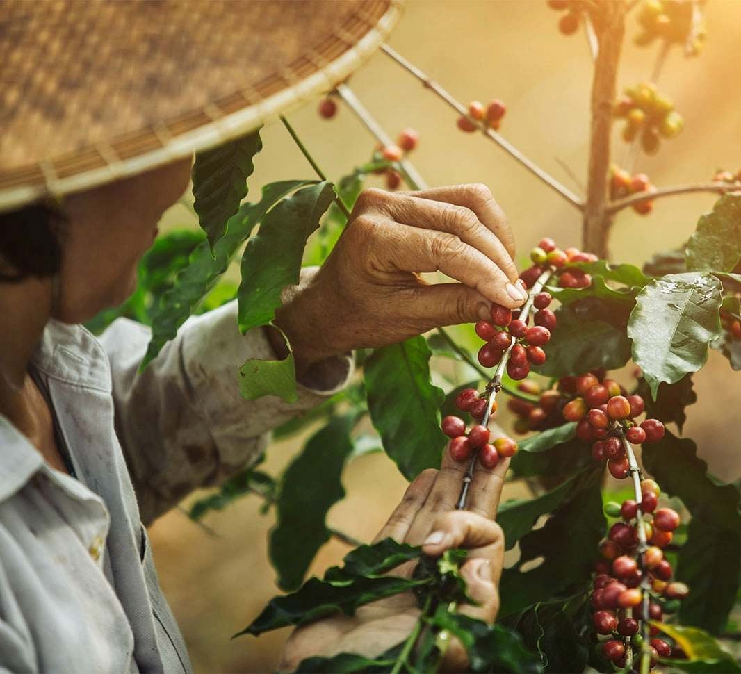 Caficultor recogiendo granos de café