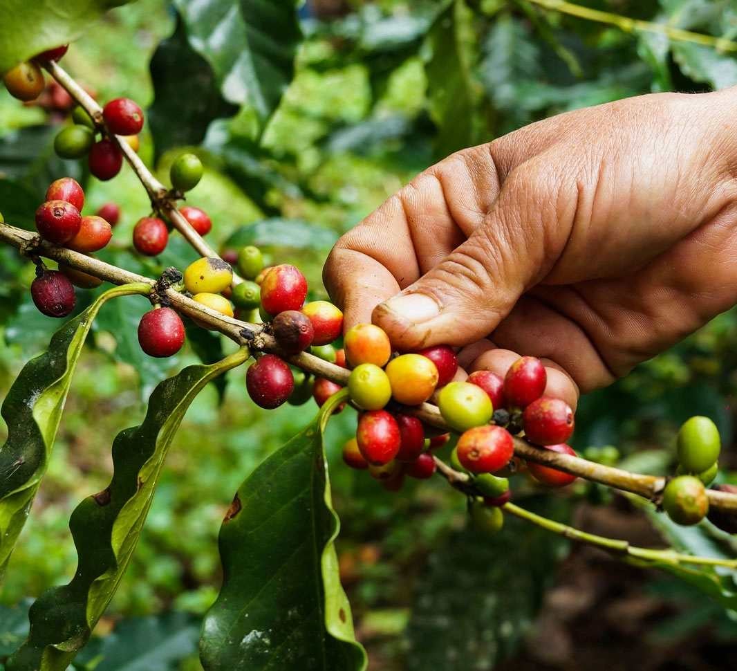 Manos de un caficultor recolectando café