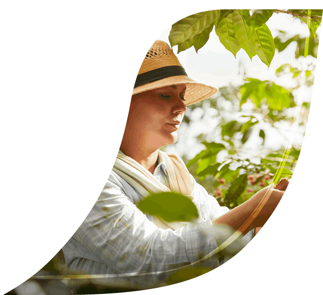 Una mujer con un sombrero de paja está recogiendo una planta.