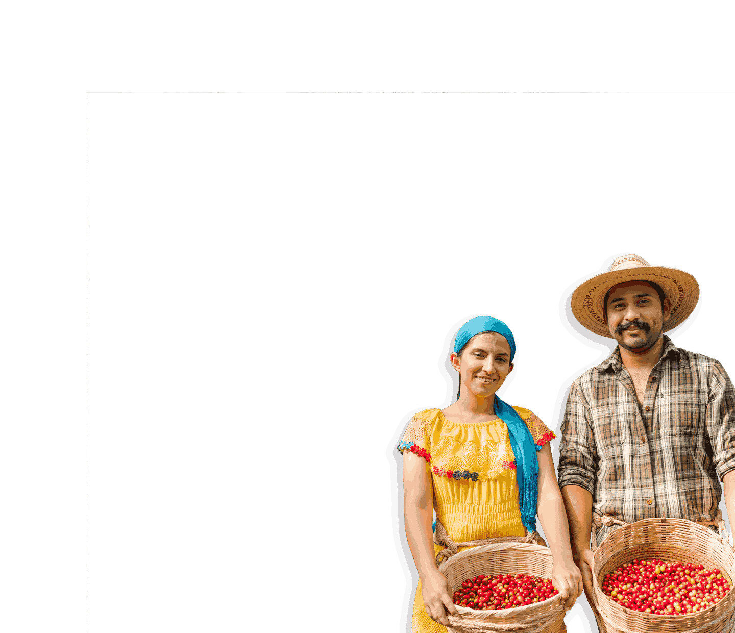agricultores de cafe