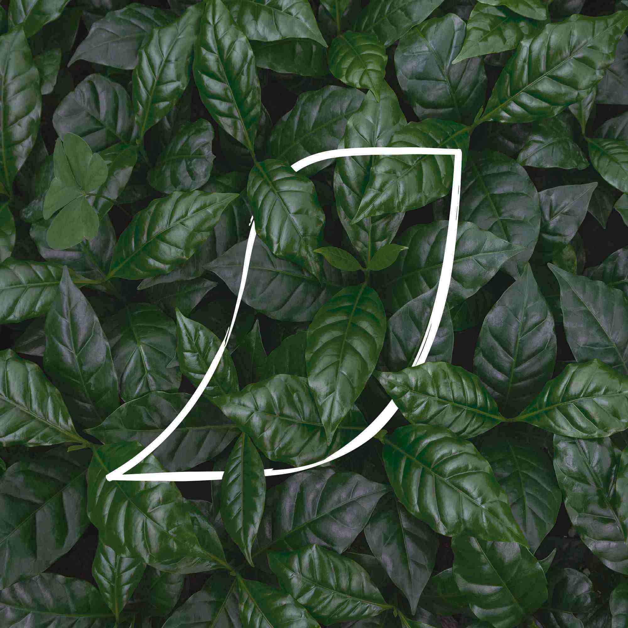 hoja naturales de cafe