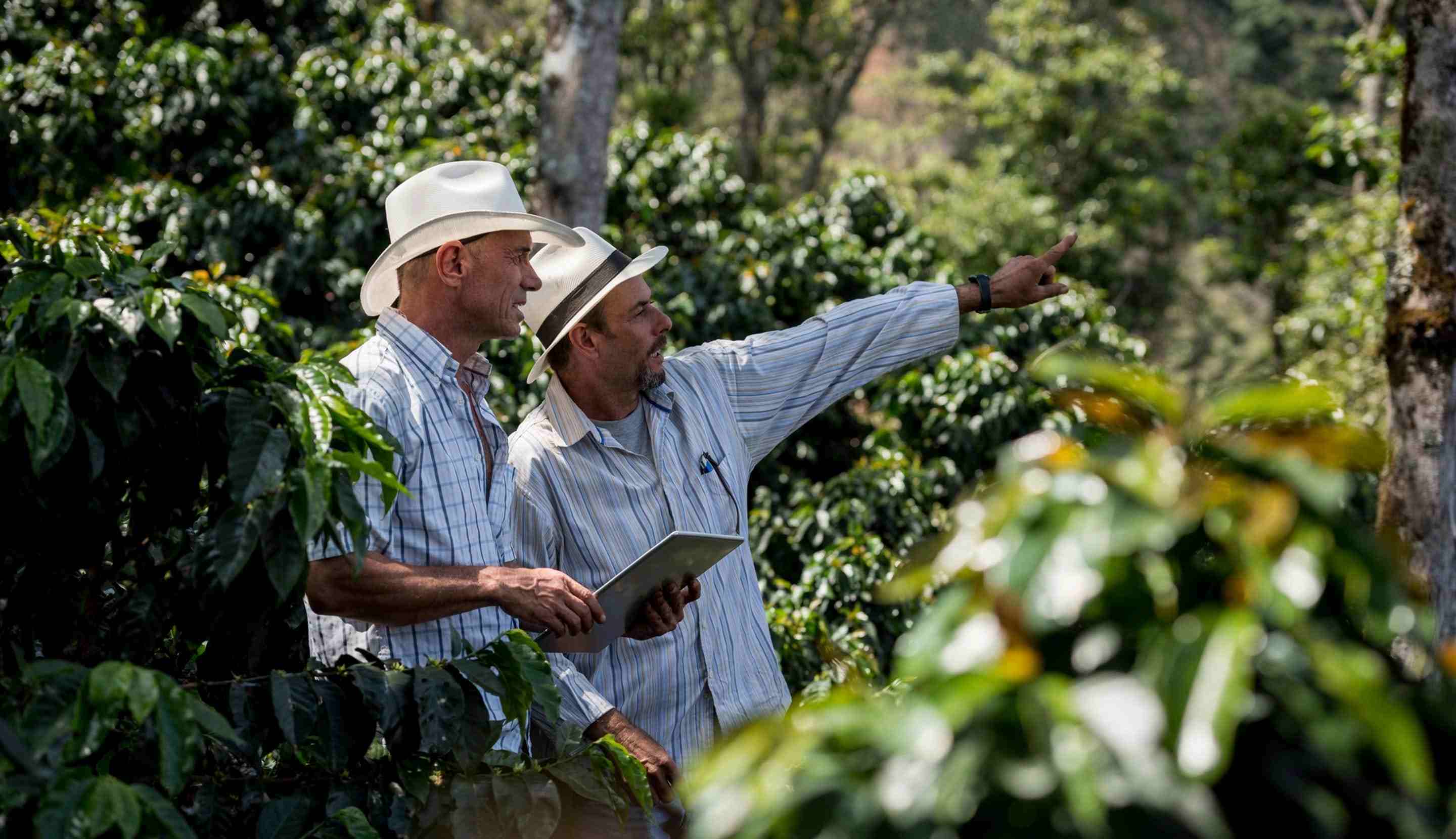 Dos hombre en plantación de café