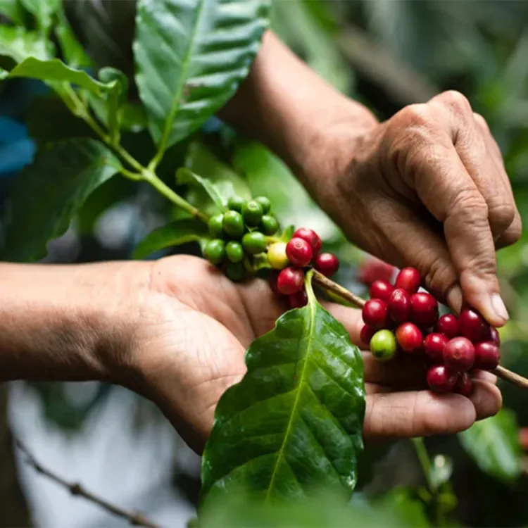 Celebra el día del café agradeciendo a los caficultores