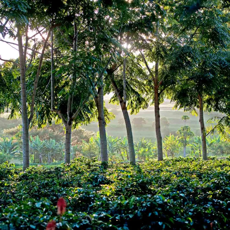 Una plantación de semillas de café en regiones de Etiopia