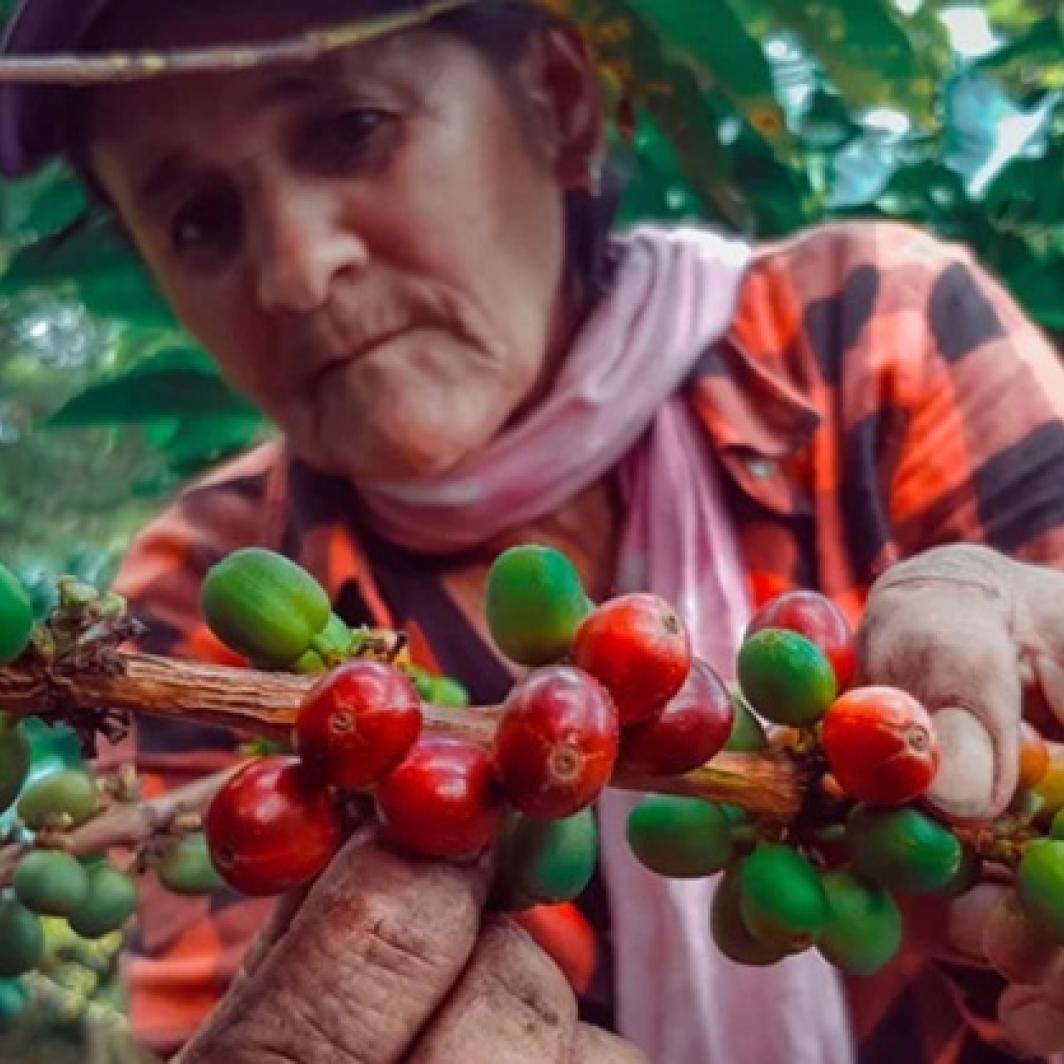 Celebra la cultura e identidad colombiana en el Día del Café