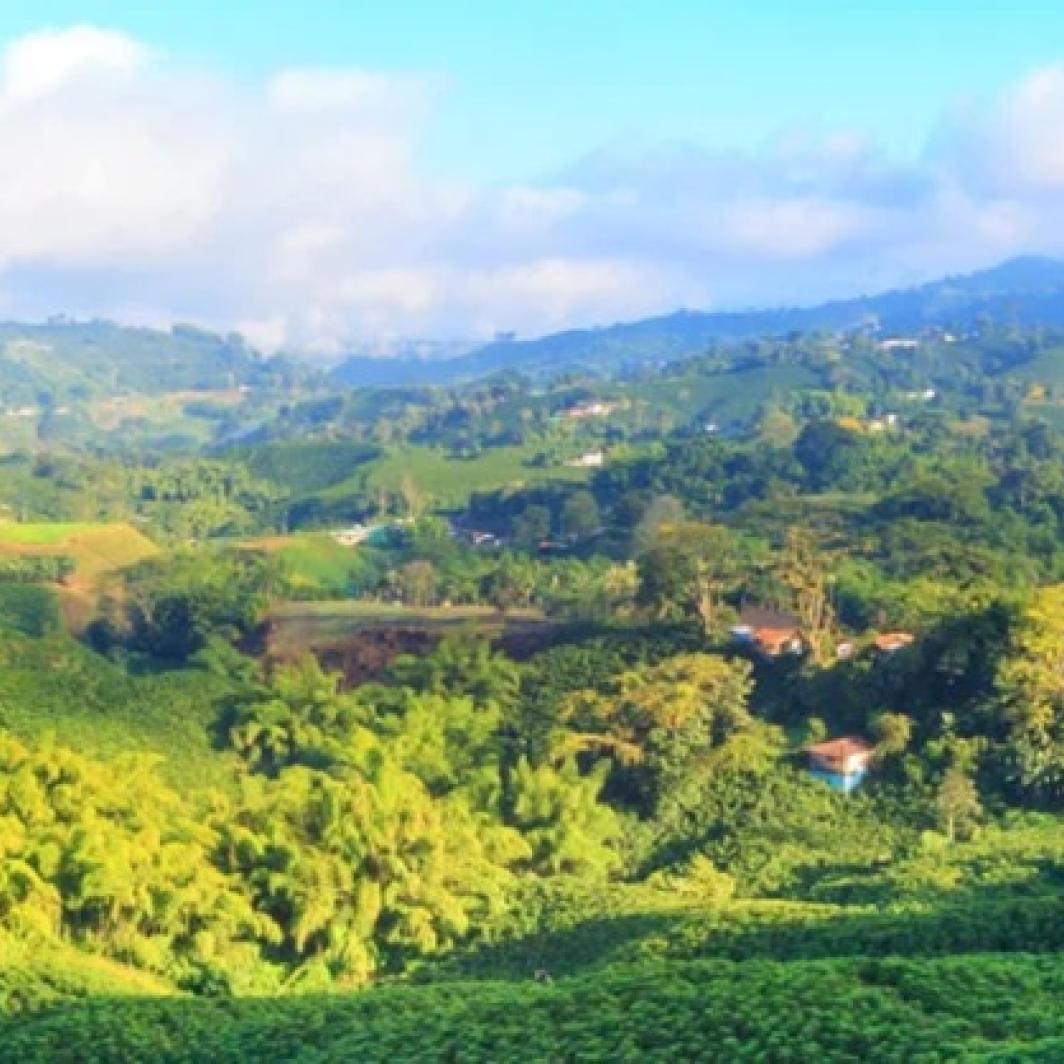 Conoce la finca cafetera, el lugar donde nace la magia del café