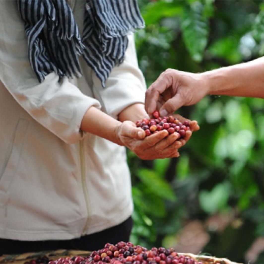 Cultivar, cosechar y vender el café de forma correcta