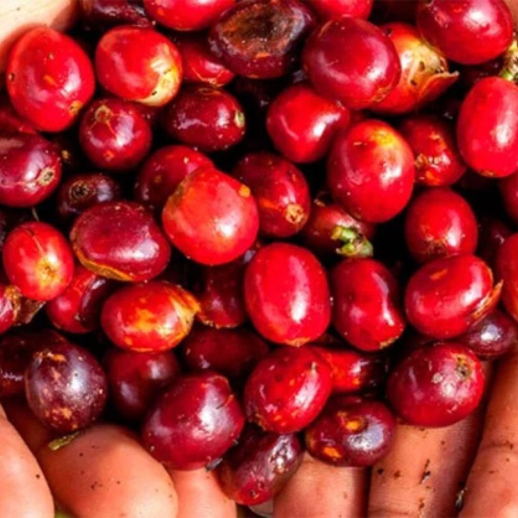 La historia detrás del Día Internacional del Café