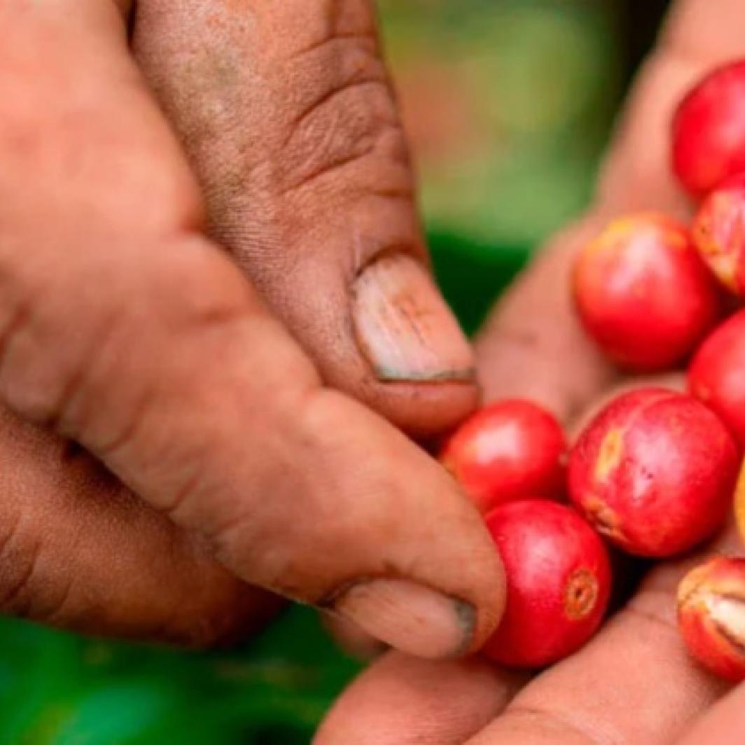 Café de origen: qué es y cómo identificarlo