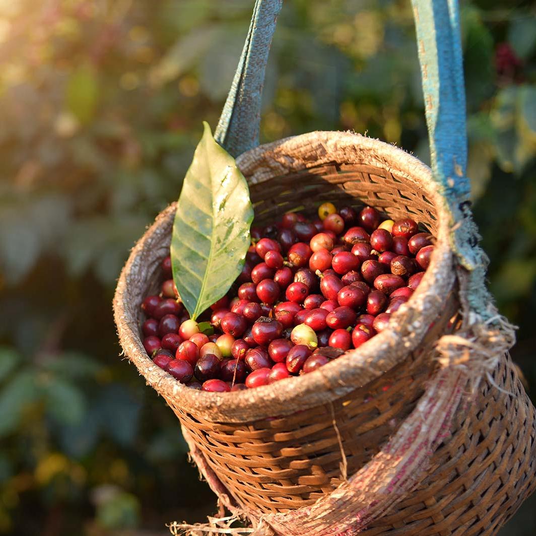 10 datos de la historia del café colombiano