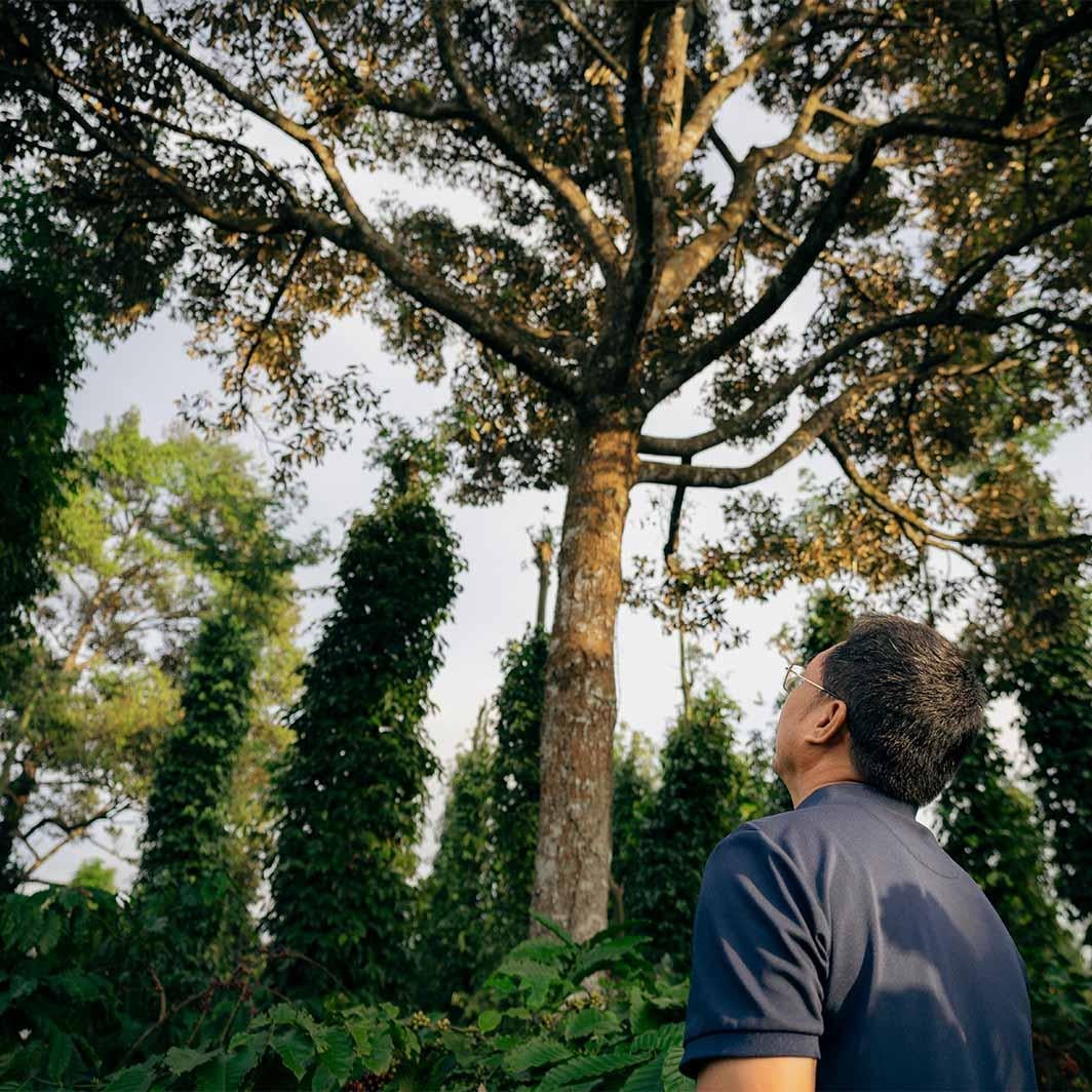Al café le encanta la sombra