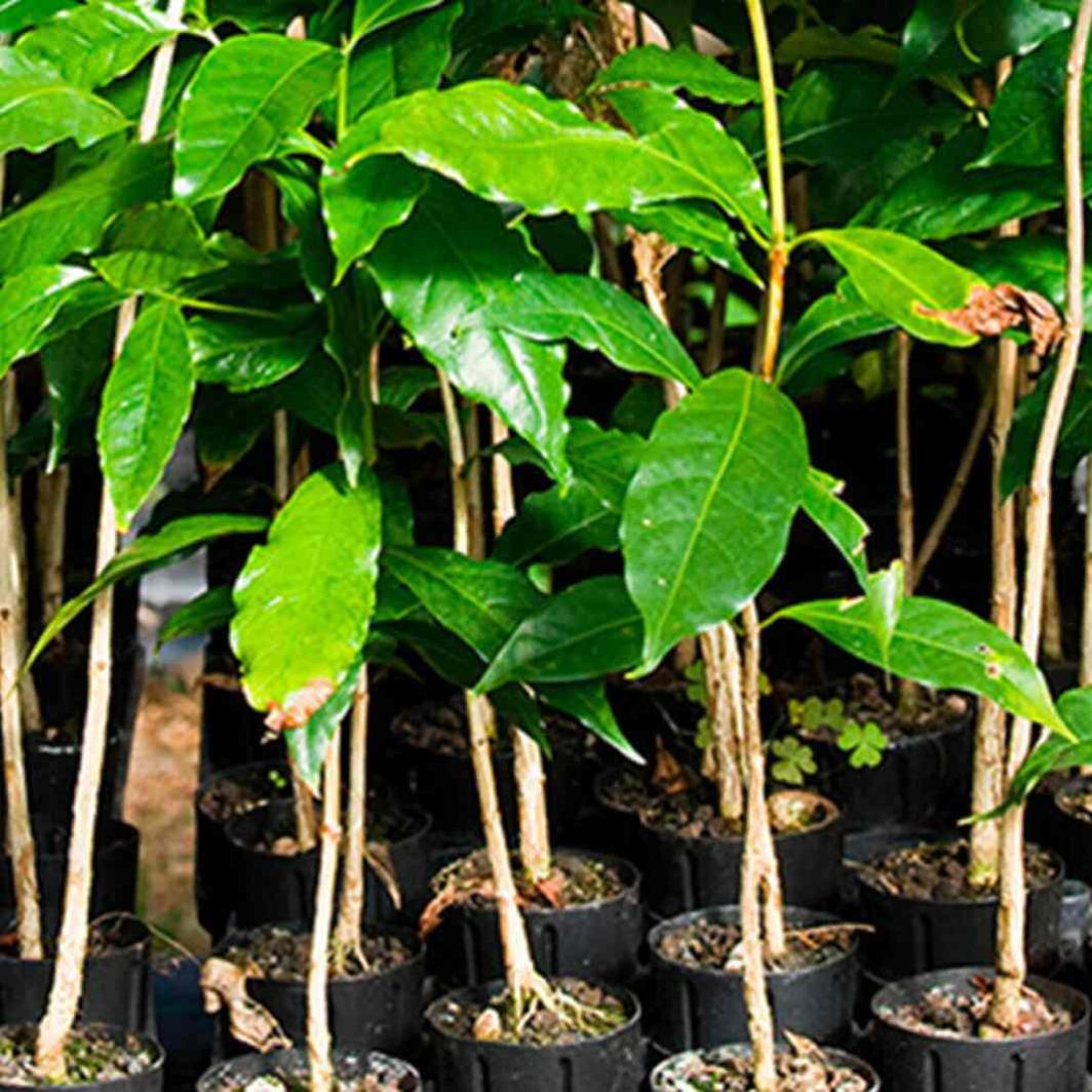 Haciendo que las plantas de café sean resistentes al cambio climático para asegurar el futuro
