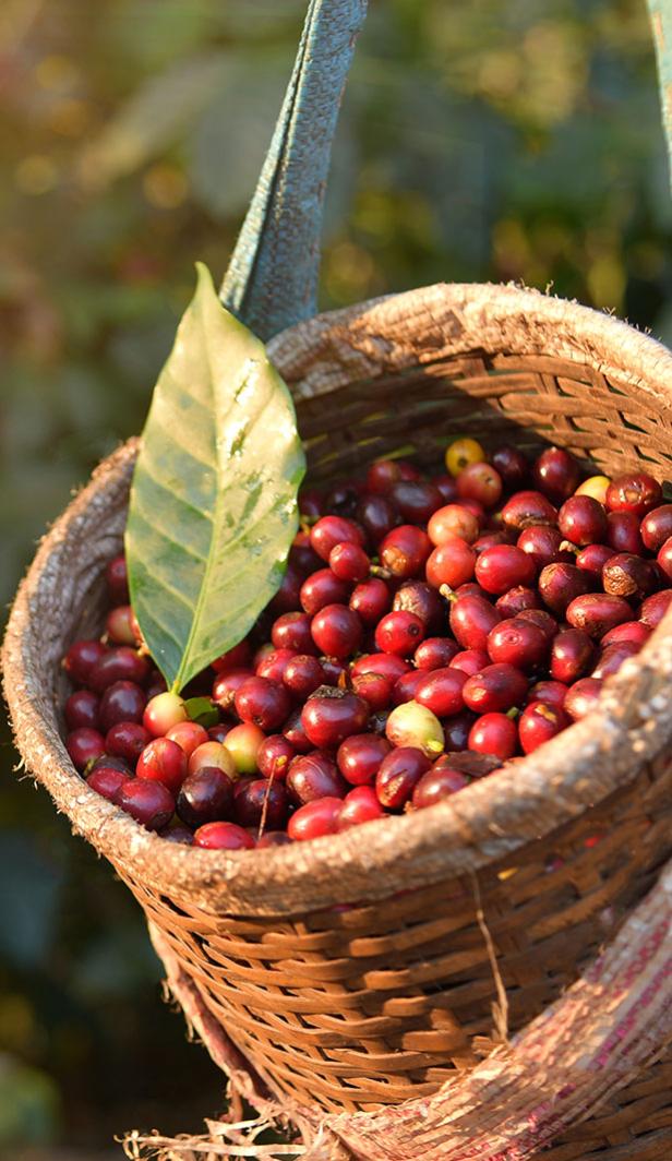Canasto con café colombiano recién recolectado 