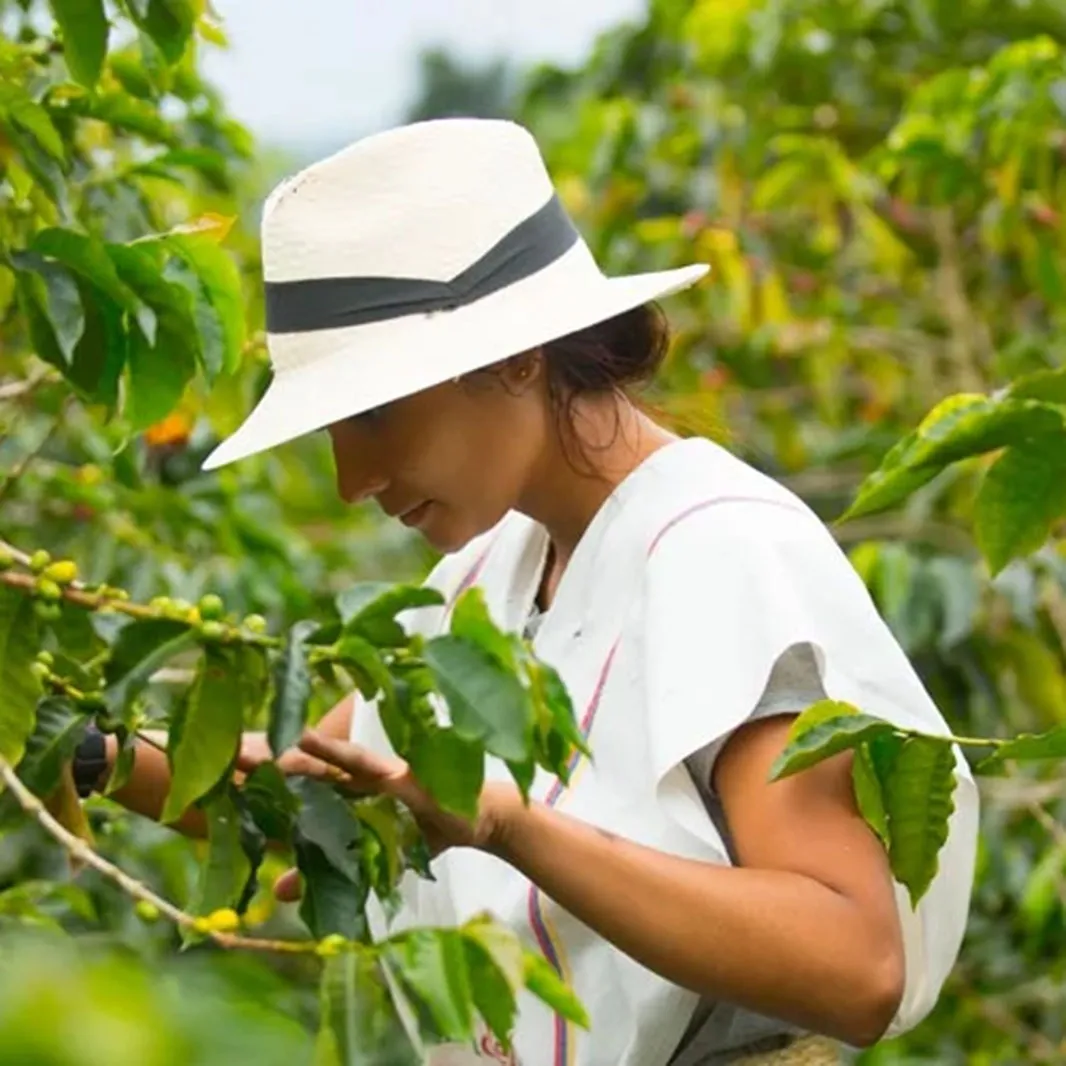 El-proceso-del-café-colombiano