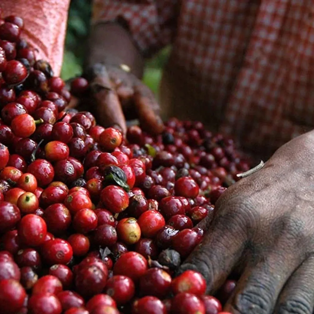 Selección de granos de café colombiano, plan nescafé
