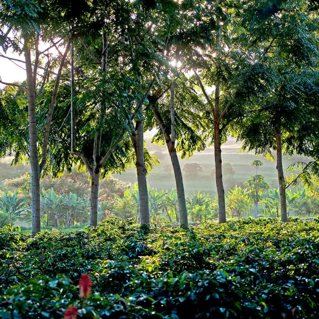 Una plantación de semillas de café en regiones de Etiopia