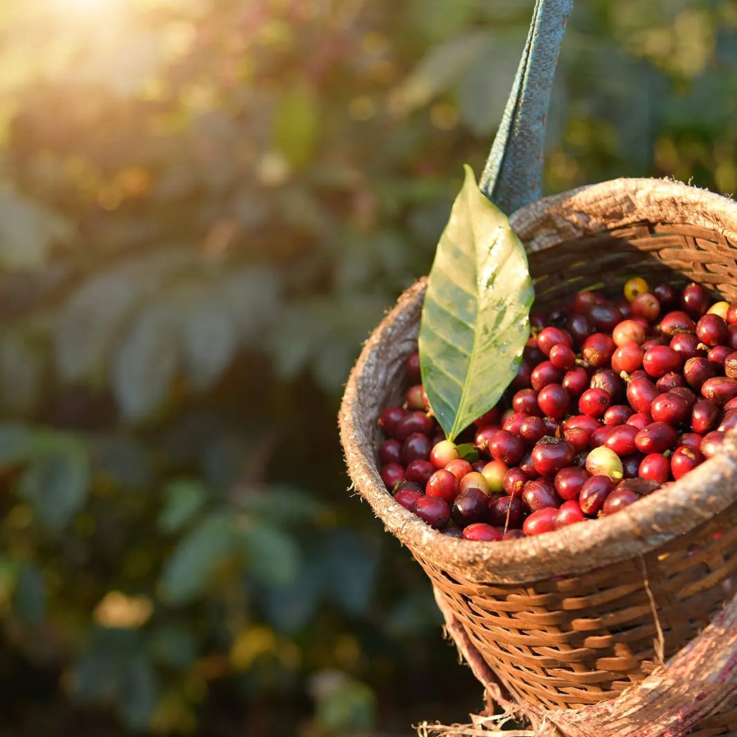 Cesta recolectora llena con granos de café 