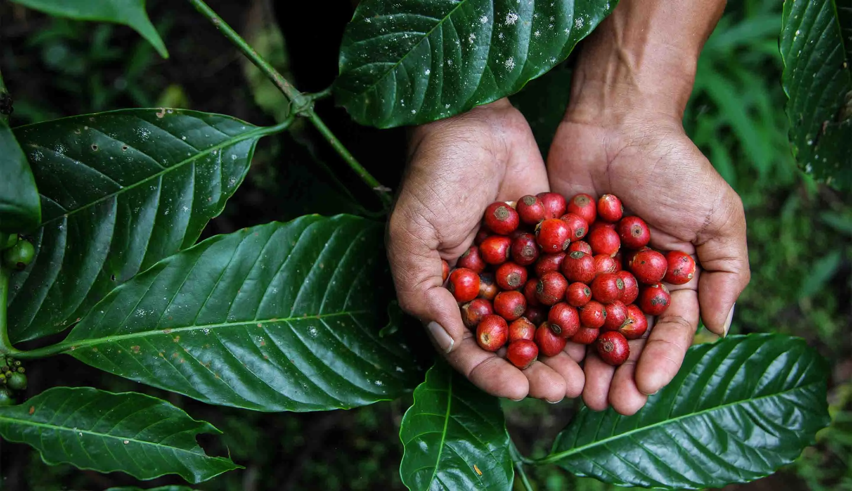 Los cafés de origen tienen sabores y aromas diferentes dependiendo del lugar