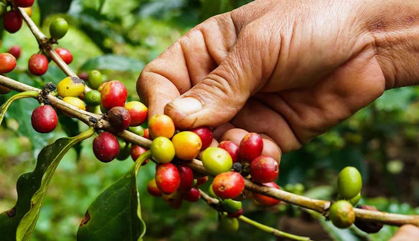 Manos sosteniendo una planta de café