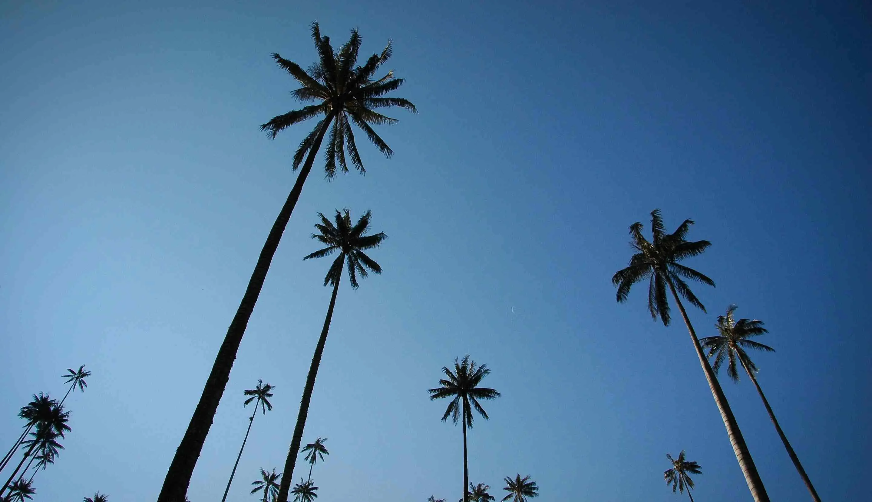 Palmas de cera de paisajes cafeteros en Colombia