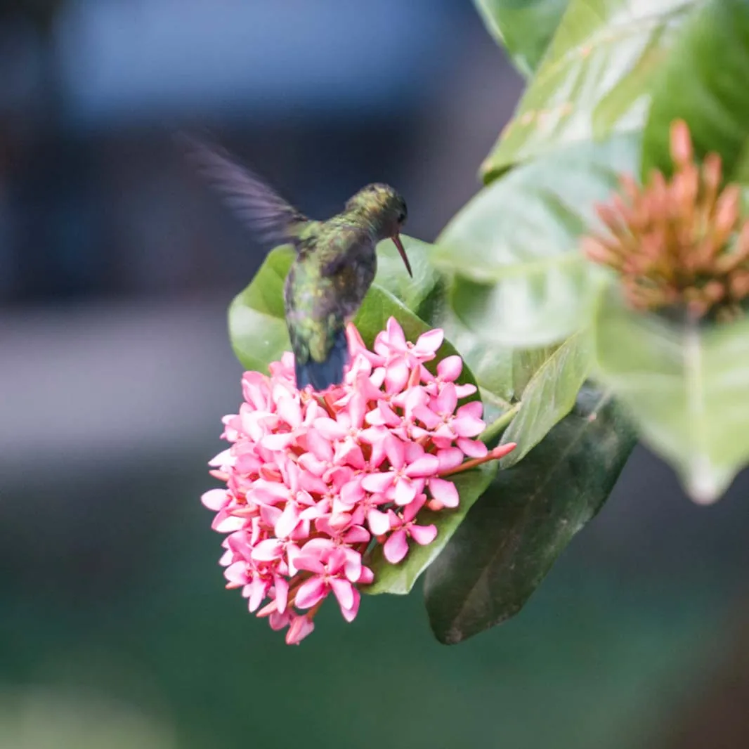 Los colibríes contribuyen a la polinización