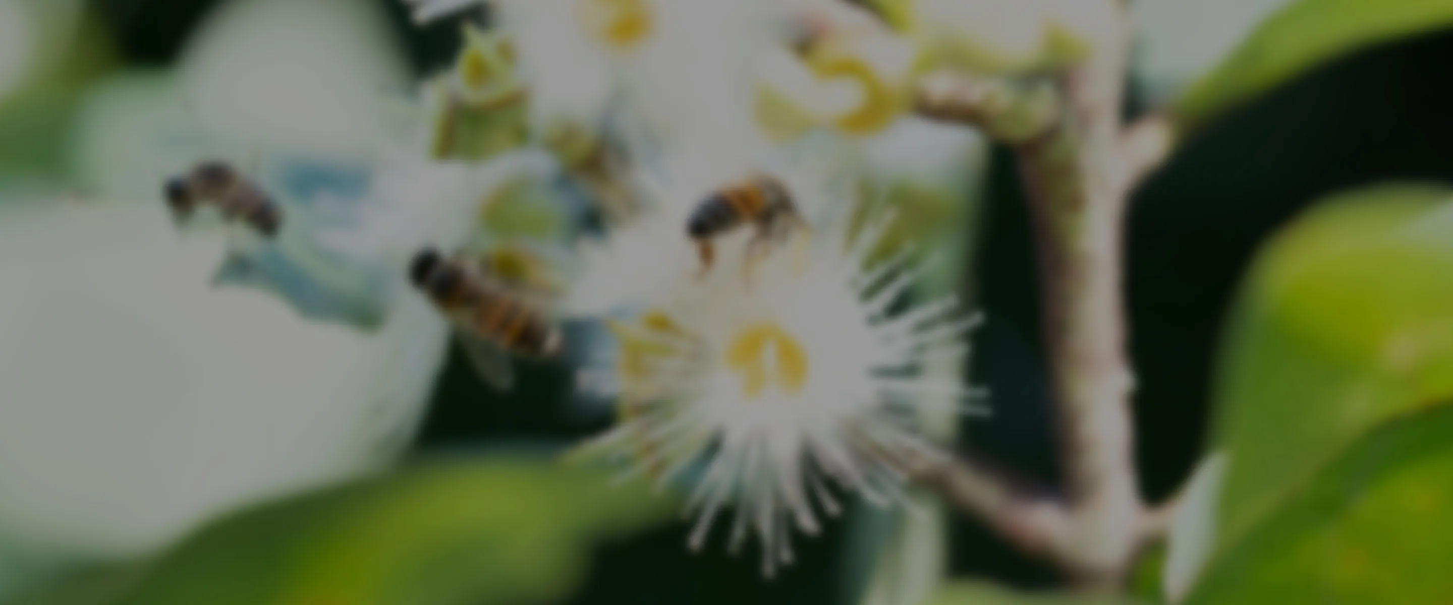 biodiversidad en el café