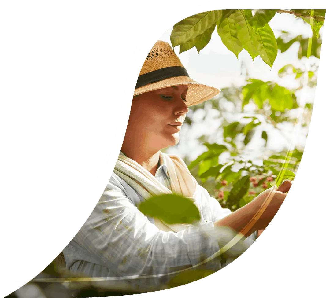 Una mujer con un sombrero de paja está recogiendo una planta.