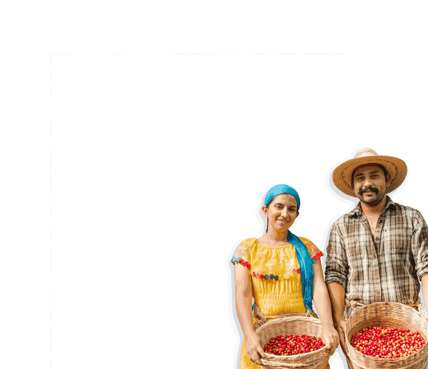 agricultores de cafe