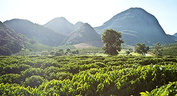 coffee plantation landscape