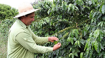 Brazil grows the most coffee in the world