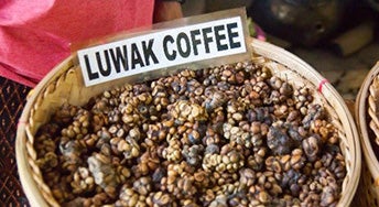 The most expensive coffee