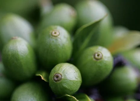 CoffeeFacts - Made from1